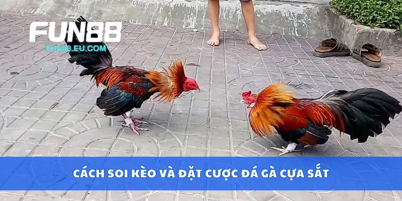Cách soi kèo và đặt cược đá gà cựa sắt