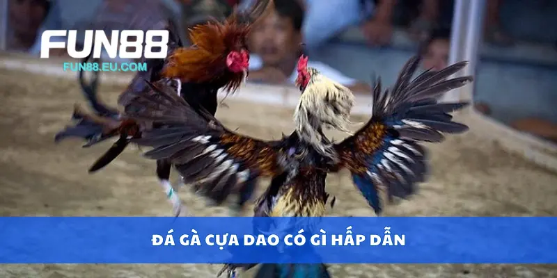 Đá gà cựa dao có gì hấp dẫn