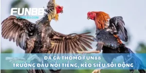 Đá Gà Thomo Fun88 Trường Đấu Nổi Tiếng, Kèo Siêu Sôi Động