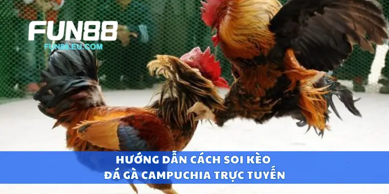 Hướng dẫn cách soi kèo đá gà Campuchia trực tuyến