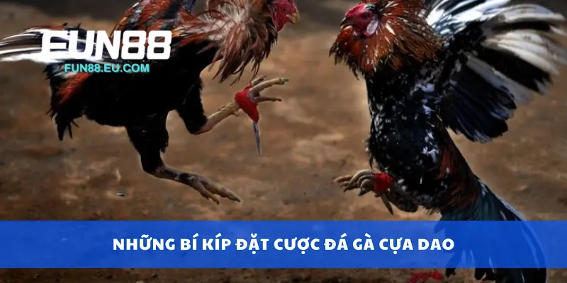 Những bí kíp đặt cược đá gà cựa dao
