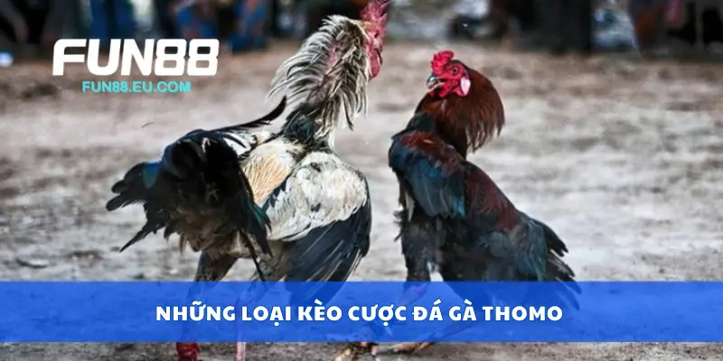 Những loại kèo cược đá gà Thomo