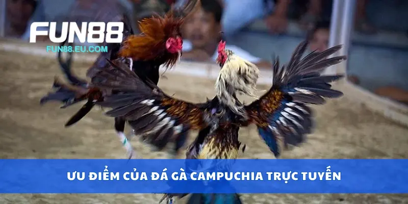 Ưu điểm của đá gà Campuchia trực tuyến
